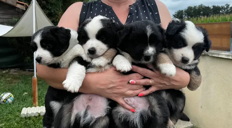 chiots berger américain miniature