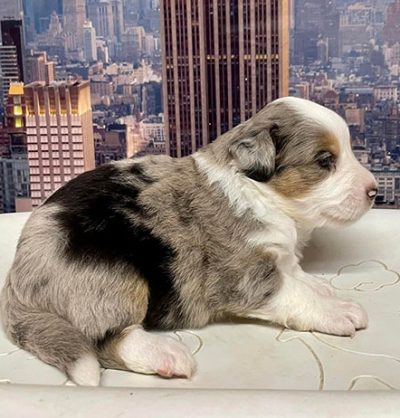 Chiot Dora Femelle Bleu Merle